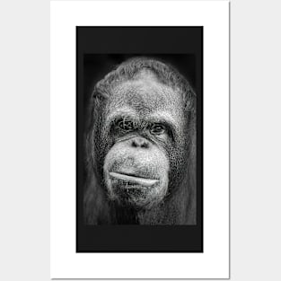 Orang-utan Portrait Posters and Art